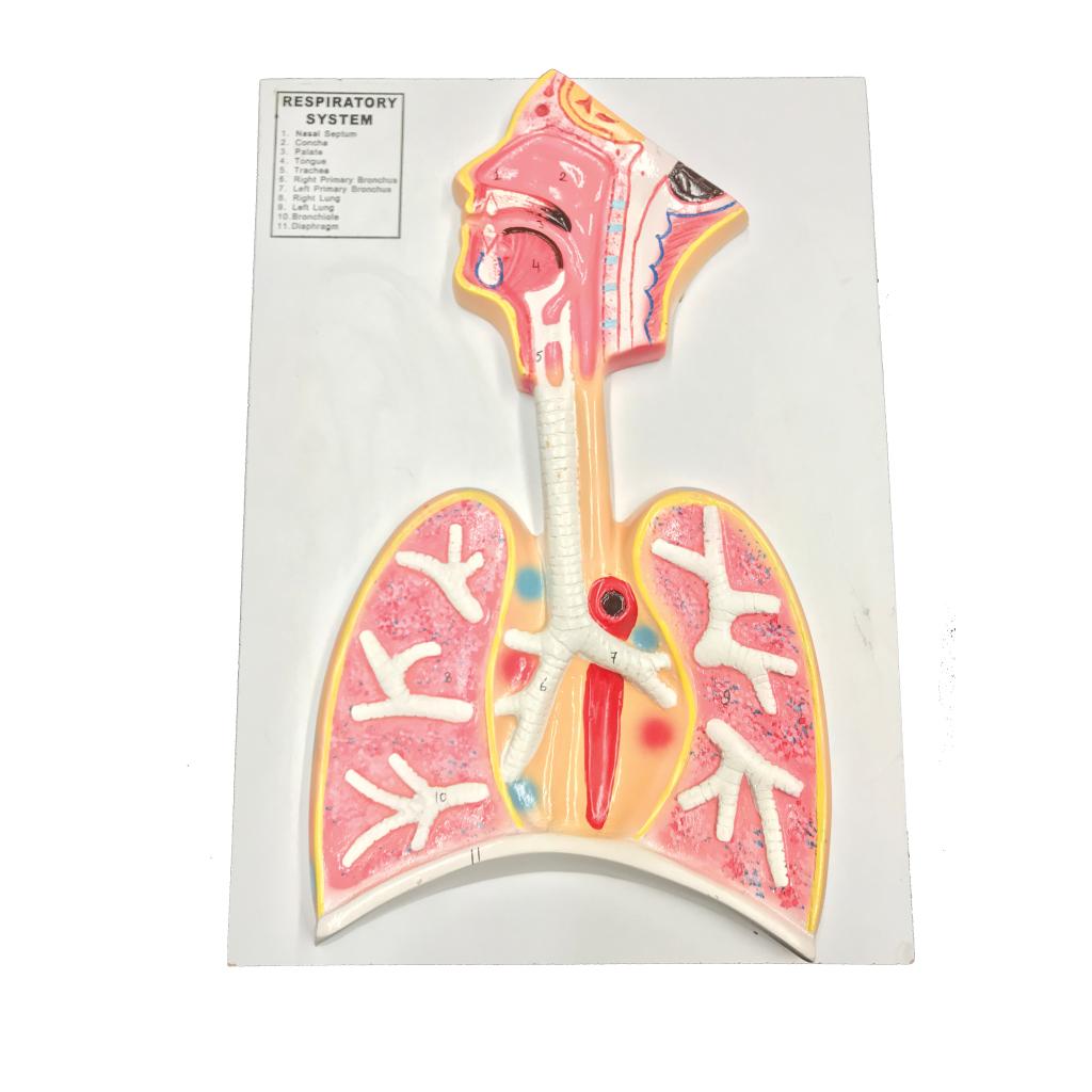 RESPIRATORY SYSTEM