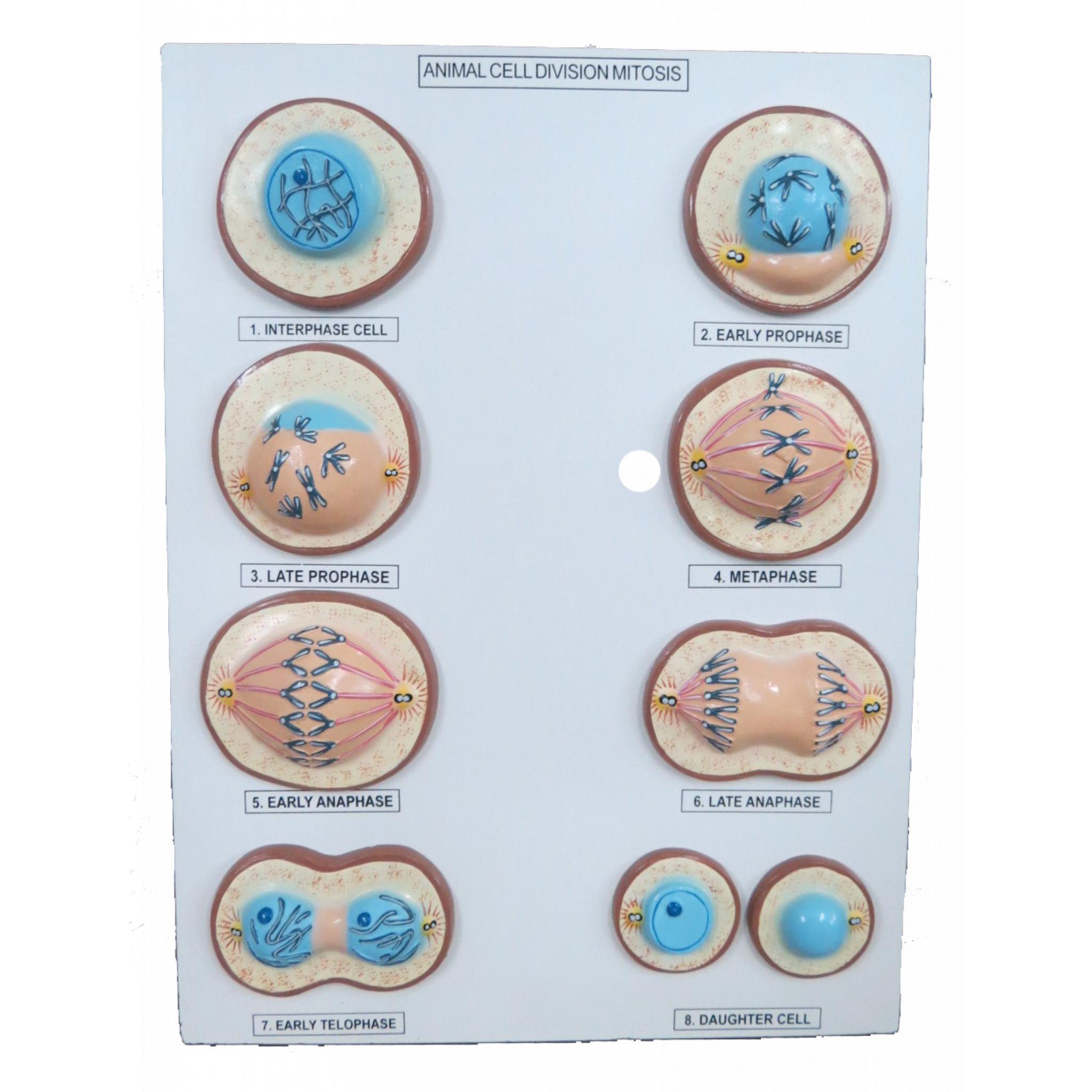 Animal Cell Mitosis Chart India Animal Cell Mitosis Chart Manufacturer ...