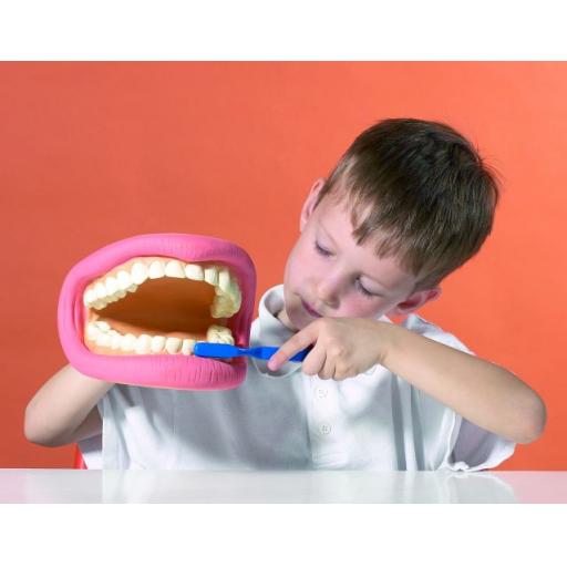 Giant Teeth Dental Demonstration Model