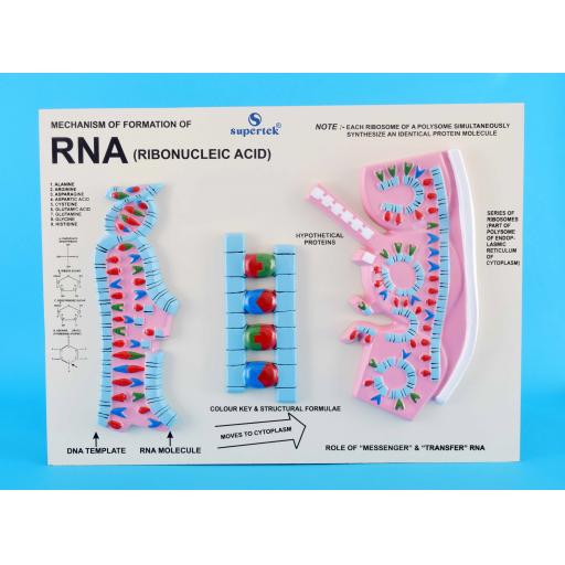 MODEL OF RNA