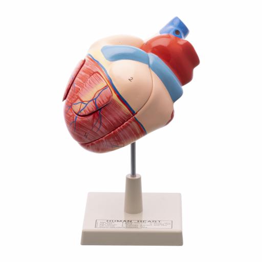 HUMAN HEART MODEL
