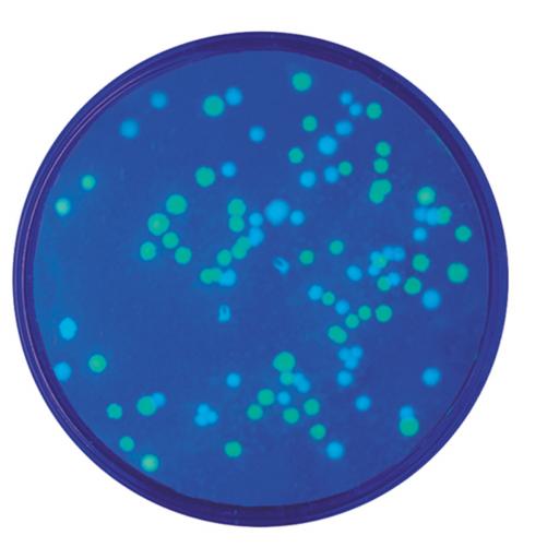 Transformation of E. coli with Blue and Green Fluorescent Proteins