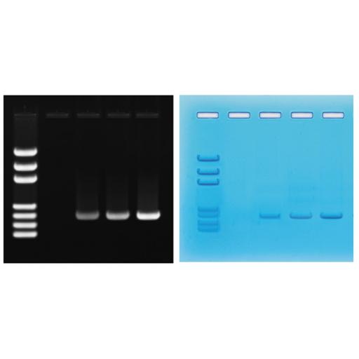 PCR Amplification of DNA