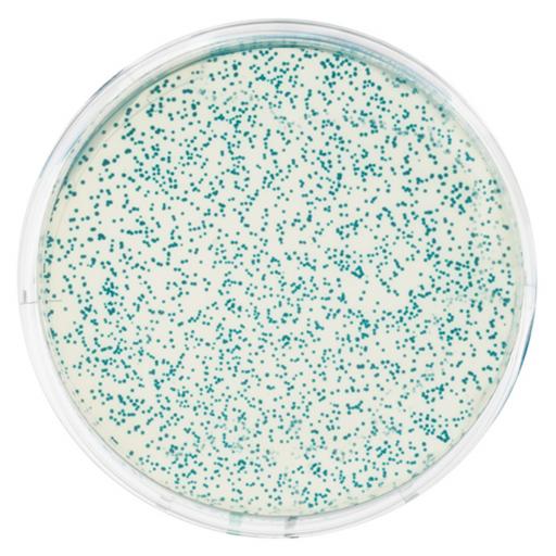Transformation of E. coli with pGAL™ (Blue Colony)