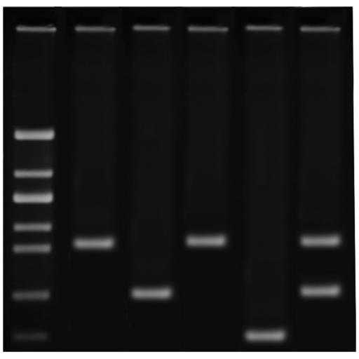 DNA Fingerprinting Using PCR
