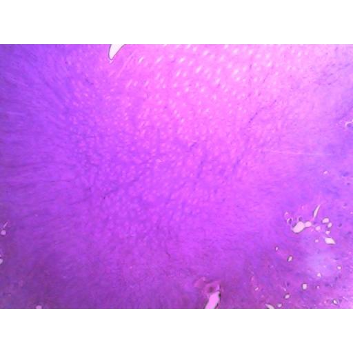 MICROSCOPE SLIDE - Cuboidal epithelium kidney tubules