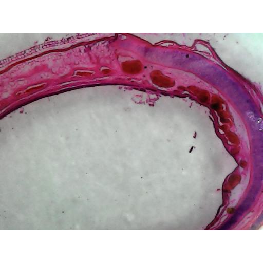 MICROSCOPE SLIDE - Ciliated epithelium T.S. frog pharynx