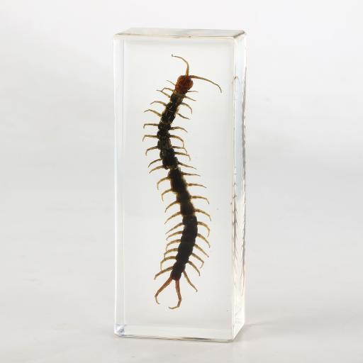 PLASTIC EMBEDDED SPECIMEN Centipede