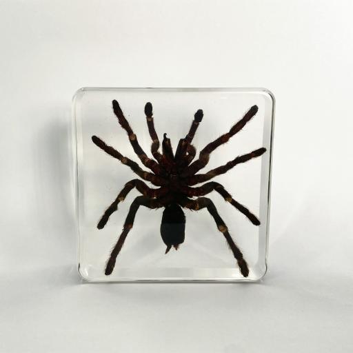 PLASTIC EMBEDDED SPECIMEN Spider