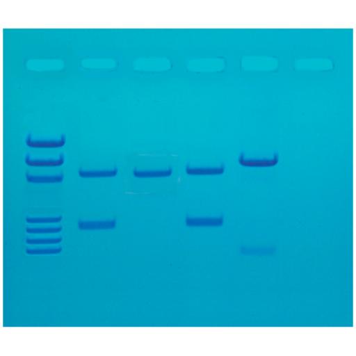 DNA Fingerprinting by PCR Amplification