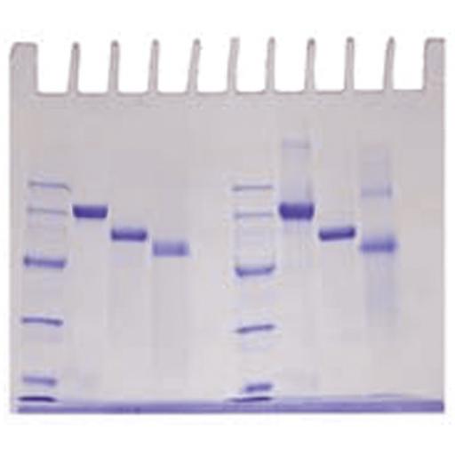 LyphoProtein™ Samples for 12 Groups