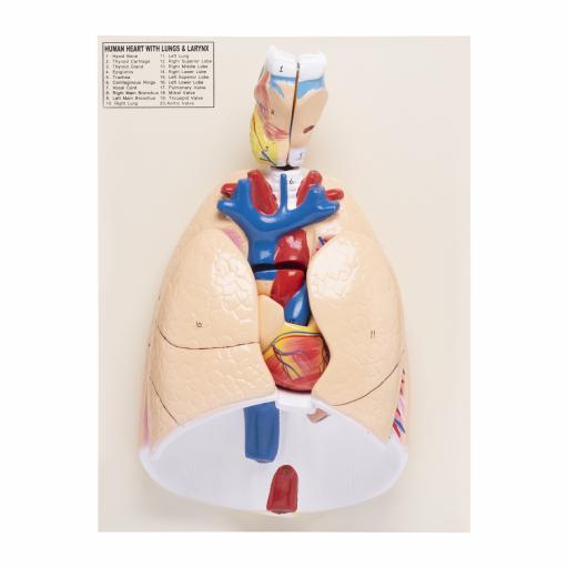 HUMAN HEART AND LUNGS