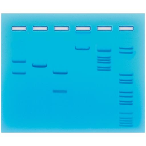 Restriction Enzyme Cleavage of Plasmid and Lambda DNA