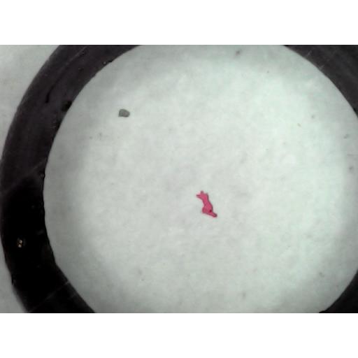 MICROSCOPE SLIDE - Amoeba proteus selected specimens