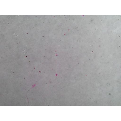 MICROSCOPE SLIDE - Bacillus megatherium