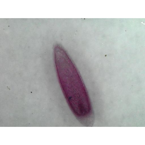 MICROSCOPE SLIDE - Allium root tip stained for mitosis