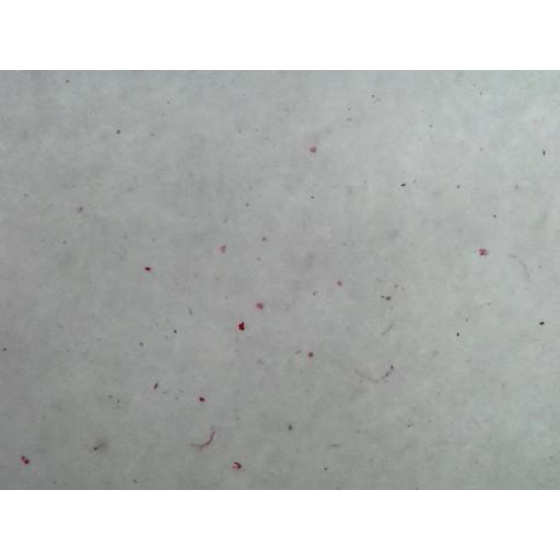 MICROSCOPE SLIDE - Bacillus subtilis
