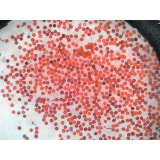 MICROSCOPE SLIDE - Germinating pollen