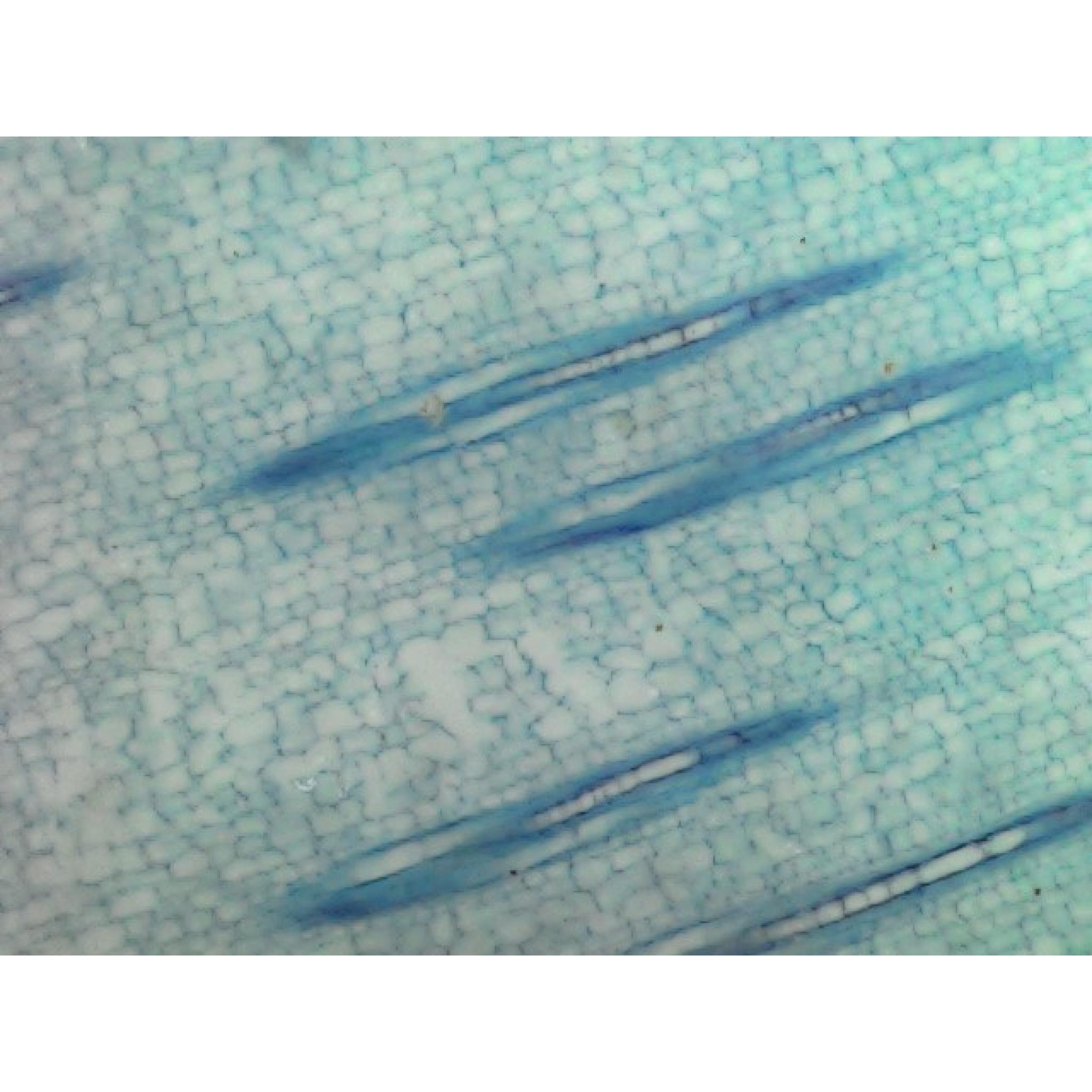 MICROSCOPE SLIDE - ZEA MAIZE LS STEM